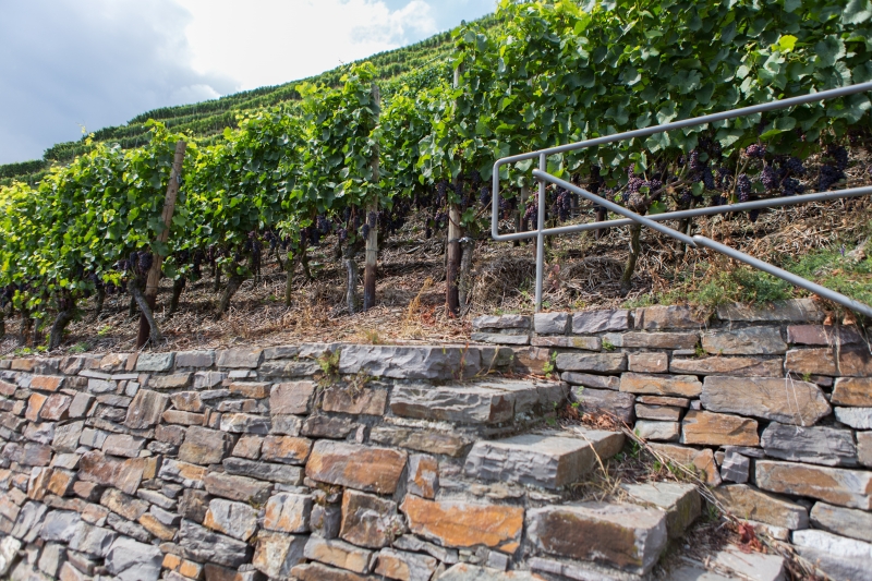 Wine mosel